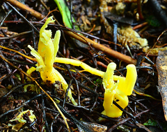 Clavulinopsis spiralis