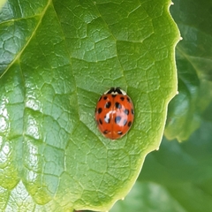 Harmonia axyridis