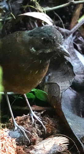 Moustached Antpitta (Grallaria alleni), photo 4
