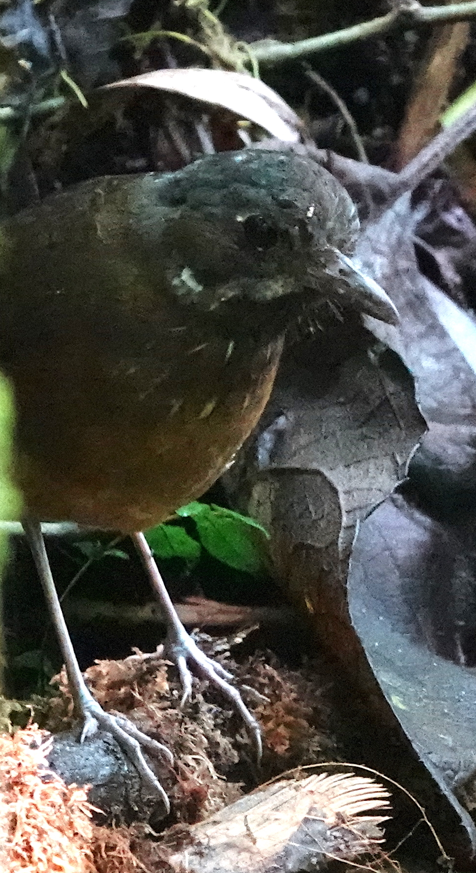 Moustached Antpitta (Grallaria alleni), photo 8