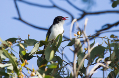 Grantiella picta