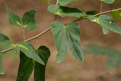Bauhinia pentandra