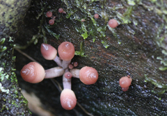 Mycena clarkeana