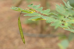 Bauhinia pentandra