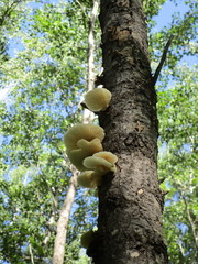 Pleurotus pulmonarius image