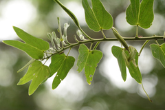 Bauhinia pentandra