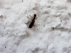 Leptotrachelus dorsalis