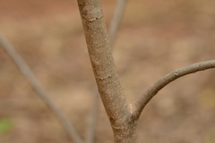 Bauhinia pentandra