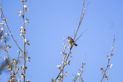 Curruca communis