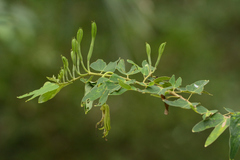 Bauhinia pentandra