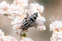 Tachinidae
