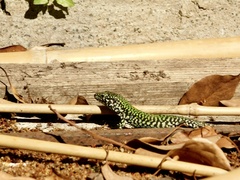 Podarcis muralis