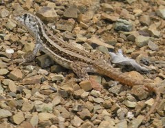 Leiocephalus raviceps