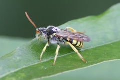 Nomada luteoloides