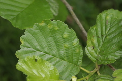 Taphrina sadebeckii
