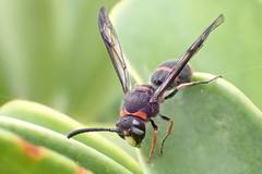 Ancistrocerus haematodes