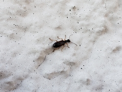 Leptotrachelus dorsalis