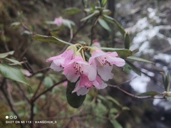 Rhododendron glaucophyllum