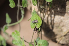 Pantomorus albosignatus