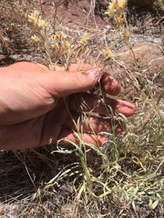Antennaria luzuloides