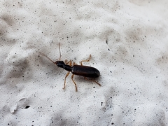 Leptotrachelus dorsalis