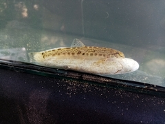 Sabanejewia balcanica