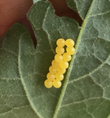 Edessa rufomarginata