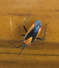Taedia