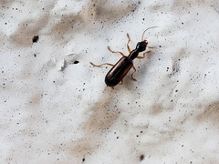 Leptotrachelus dorsalis