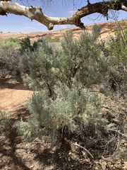 Artemisia tridentata tridentata