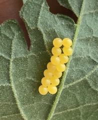 Edessa rufomarginata