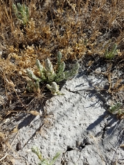 Chloropyron palmatum