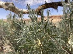 Artemisia tridentata tridentata