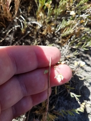 Spergularia macrotheca leucantha