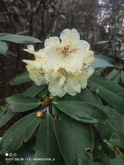 Rhododendron wightii
