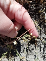 Spergularia macrotheca leucantha