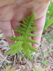 Phegopteris connectilis
