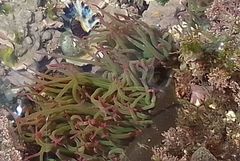 Anemonia viridis
