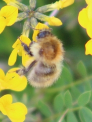 Bombus pascuorum