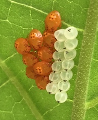 Edessa rufomarginata