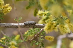 Chrysobothris merkelii