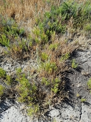 Chloropyron palmatum