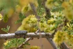 Chrysobothris merkelii