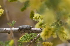 Chrysobothris merkelii