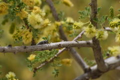 Chrysobothris merkelii