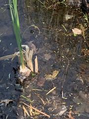 Lithobates clamitans