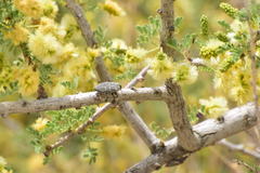 Chrysobothris merkelii