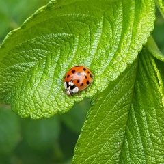 Harmonia axyridis