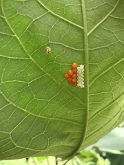 Edessa rufomarginata