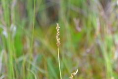 Carex diandra